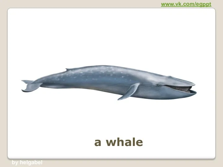 a whale www.vk.com/egppt by helgabel
