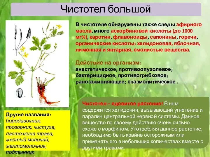 Чистотел большой В чистотеле обнаружены также следы эфирного масла, много