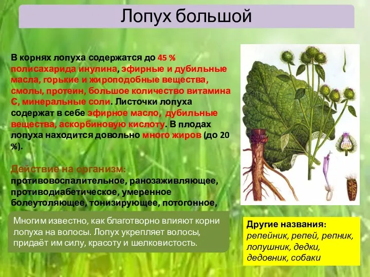 Лопух большой В корнях лопуха содержатся до 45 % полисахарида