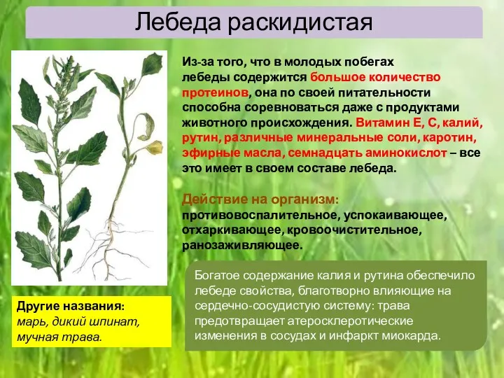 Лебеда раскидистая Из-за того, что в молодых побегах лебеды содержится