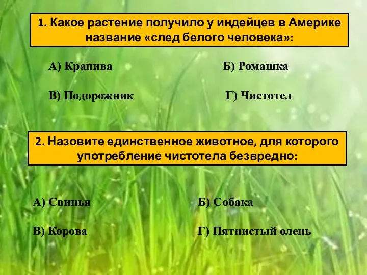 1. Какое растение получило у индейцев в Америке название «след