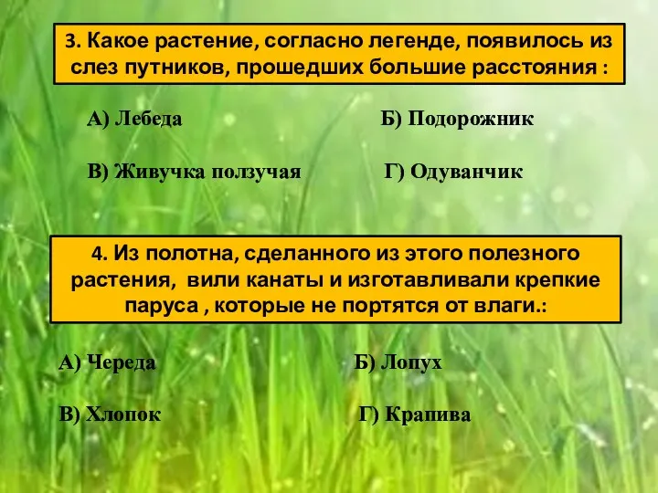 3. Какое растение, согласно легенде, появилось из слез путников, прошедших