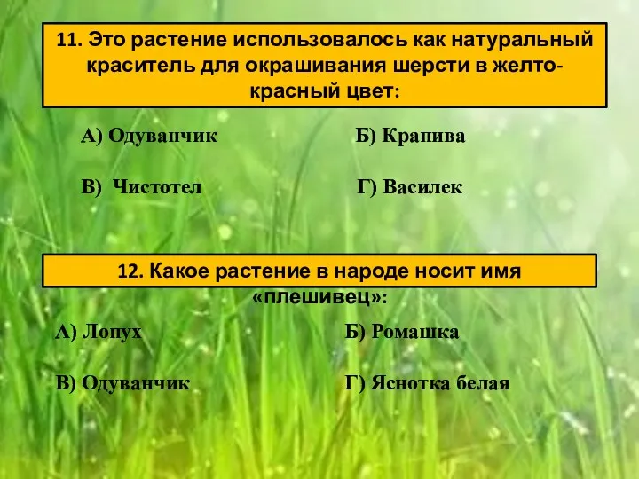 11. Это растение использовалось как натуральный краситель для окрашивания шерсти