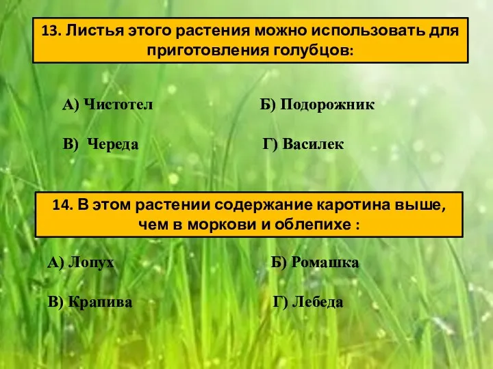 13. Листья этого растения можно использовать для приготовления голубцов: А)