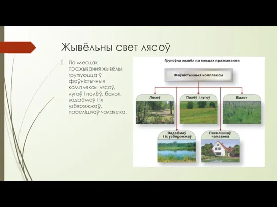 Жывёльны свет лясоў Па месцах пражывання жывёлы групуюцца ў фаўністычныя