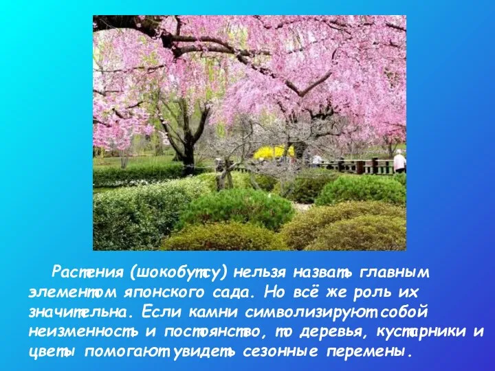 Растения (шокобутсу) нельзя назвать главным элементом японского сада. Но всё