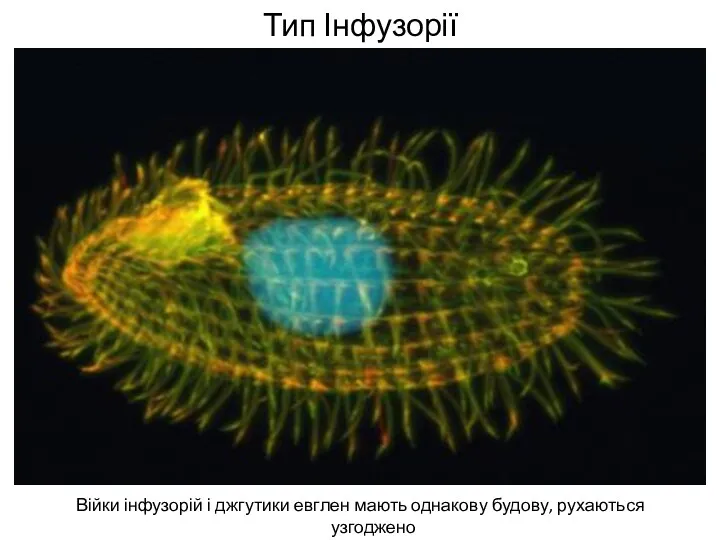 Тип Інфузорії Війки інфузорій і джгутики евглен мають однакову будову, рухаються узгоджено