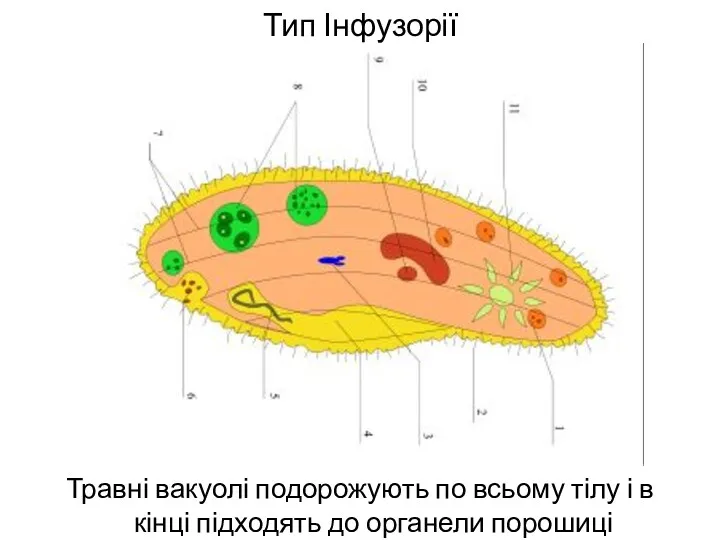 Тип Інфузорії Травні вакуолі подорожують по всьому тілу і в кінці підходять до органели порошиці