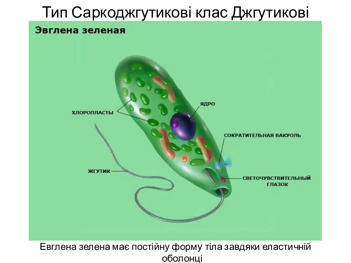Тип Саркоджгутикові клас Джгутикові Евглена зелена має постійну форму тіла завдяки еластичній оболонці
