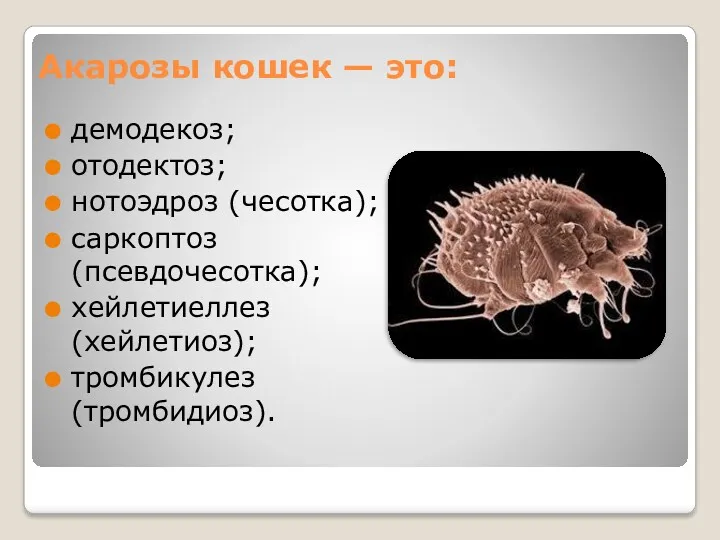 Акарозы кошек — это: демодекоз; отодектоз; нотоэдроз (чесотка); саркоптоз (псевдочесотка); хейлетиеллез (хейлетиоз); тромбикулез (тромбидиоз).