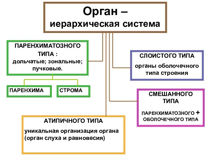 Орган – иерархическая система ПАРЕНХИМАТОЗНОГО ТИПА : дольчатые; зональные; пучковые.