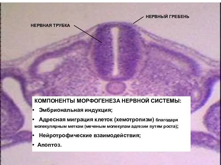 НЕРВНЫЙ ГРЕБЕНЬ НЕРВНАЯ ТРУБКА КОМПОНЕНТЫ МОРФОГЕНЕЗА НЕРВНОЙ СИСТЕМЫ: Эмбриональная индукция;