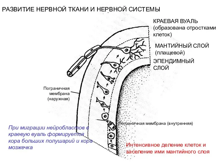 РАЗВИТИЕ НЕРВНОЙ ТКАНИ И НЕРВНОЙ СИСТЕМЫ ЭПЕНДИМНЫЙ СЛОЙ МАНТИЙНЫЙ СЛОЙ