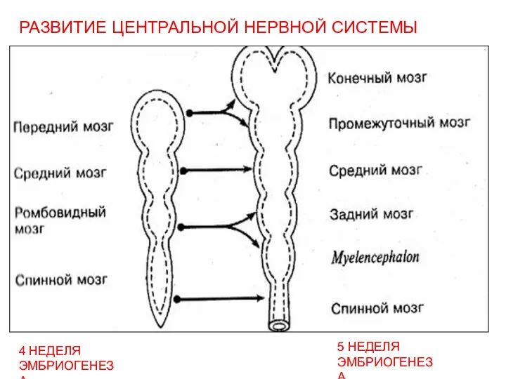 РАЗВИТИЕ ЦЕНТРАЛЬНОЙ НЕРВНОЙ СИСТЕМЫ 4 НЕДЕЛЯ ЭМБРИОГЕНЕЗА 5 НЕДЕЛЯ ЭМБРИОГЕНЕЗА