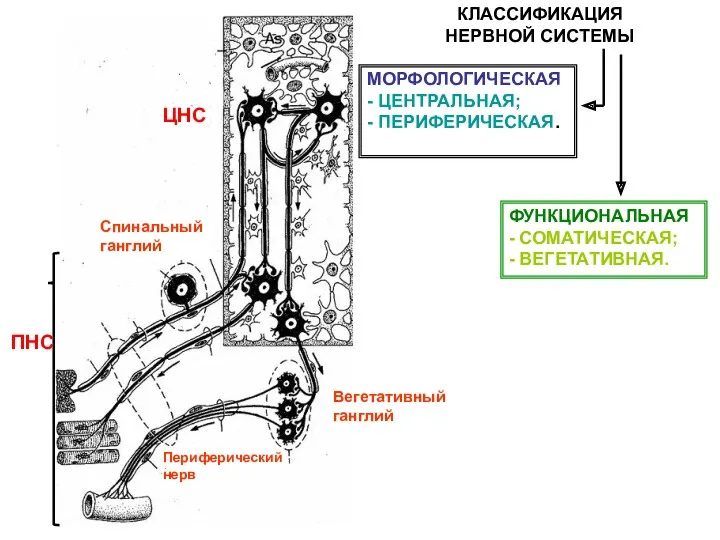 Спинальный ганглий Периферический нерв Вегетативный ганглий ЦНС ПНС КЛАССИФИКАЦИЯ НЕРВНОЙ
