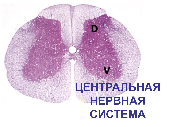 ЦЕНТРАЛЬНАЯНЕРВНАЯ СИСТЕМА