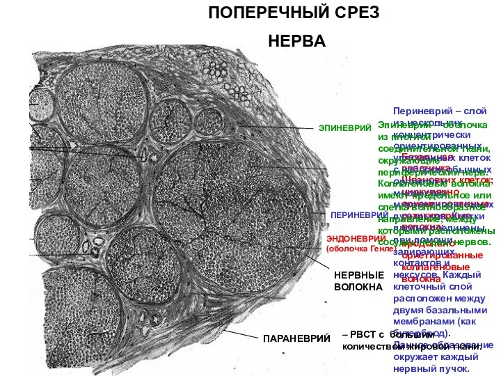 ЭНДОНЕВРИЙ (оболочка Генле) НЕРВНЫЕ ВОЛОКНА ПЕРИНЕВРИЙ ЭПИНЕВРИЙ ПАРАНЕВРИЙ ПОПЕРЕЧНЫЙ СРЕЗ