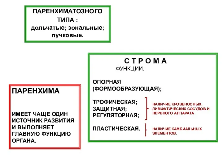 С Т Р О М А ФУНКЦИИ: ОПОРНАЯ (ФОРМООБРАЗУЮЩАЯ); ТРОФИЧЕСКАЯ;