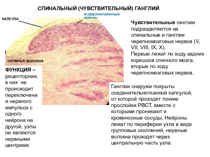 СПИНАЛЬНЫЙ (ЧУВСТВИТЕЛЬНЫЙ) ГАНГЛИЙ НЕРВНЫЕ ВОЛОКНА КАПСУЛА Чувствительные ганглии подразделяются на