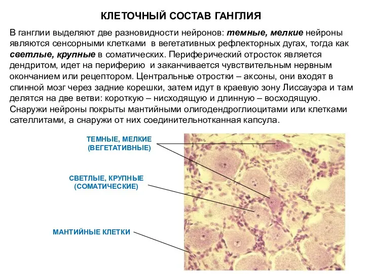 КЛЕТОЧНЫЙ СОСТАВ ГАНГЛИЯ ТЕМНЫЕ, МЕЛКИЕ (ВЕГЕТАТИВНЫЕ) СВЕТЛЫЕ, КРУПНЫЕ (СОМАТИЧЕСКИЕ) МАНТИЙНЫЕ