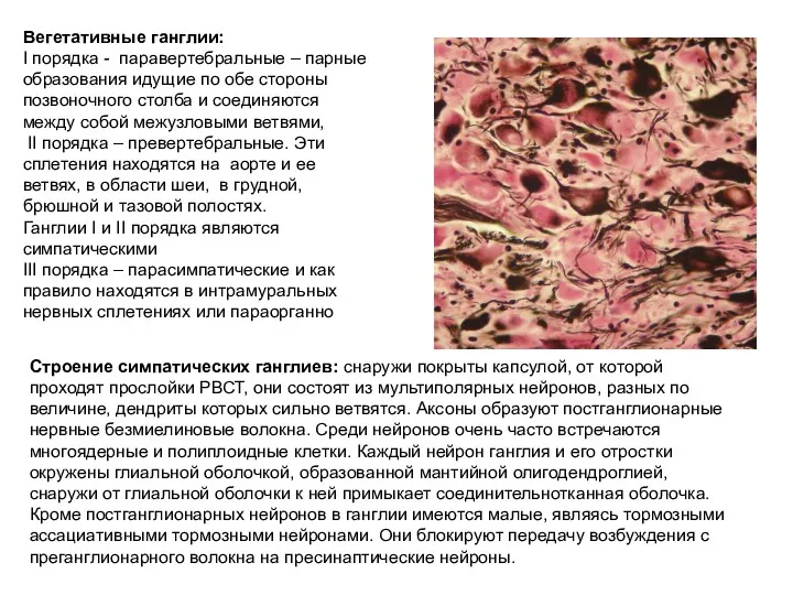 Вегетативные ганглии: I порядка - паравертебральные – парные образования идущие