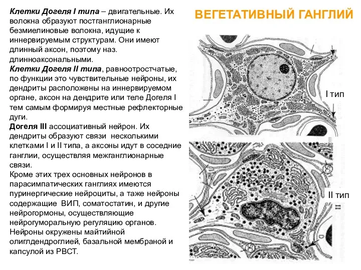 ВЕГЕТАТИВНЫЙ ГАНГЛИЙ Парасимпатические и метасимпатические нервные ганглии к ним относятся