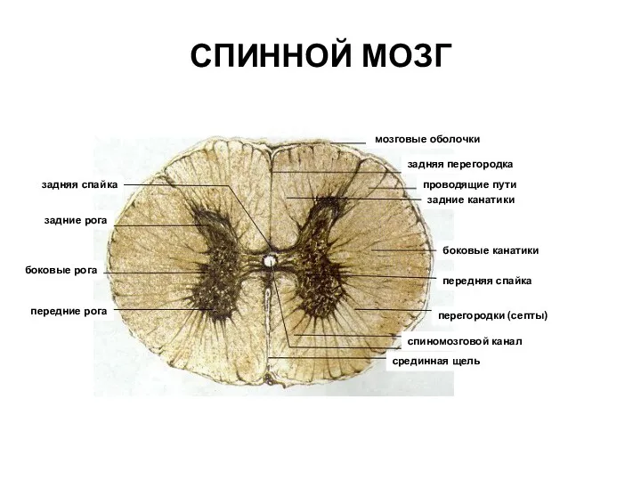 мозговые оболочки задняя перегородка задние канатики боковые канатики спиномозговой канал