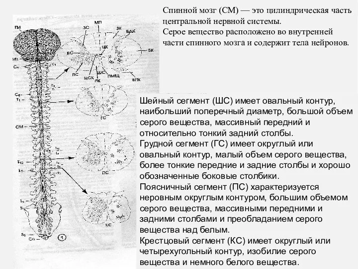 Шейный сегмент (ШС) имеет овальный контур, наибольший поперечный диаметр, большой