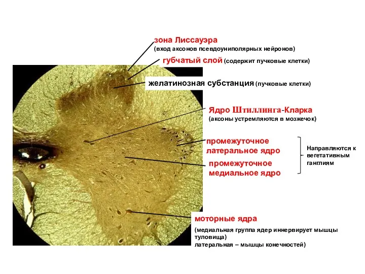 зона Лиссауэра (вход аксонов псевдоуниполярных нейронов) губчатый слой (содержит пучковые