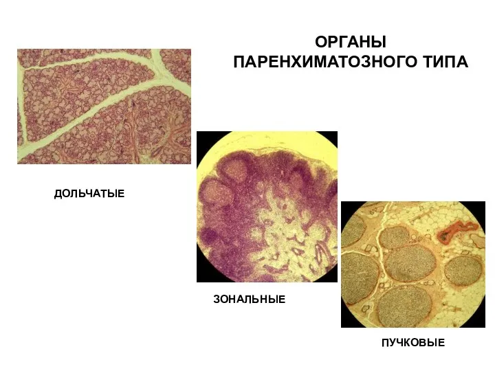 ОРГАНЫ ПАРЕНХИМАТОЗНОГО ТИПА ДОЛЬЧАТЫЕ ЗОНАЛЬНЫЕ ПУЧКОВЫЕ