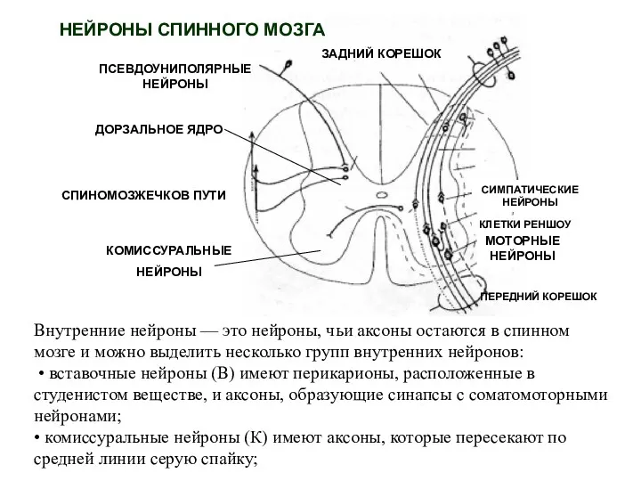 ПСЕВДОУНИПОЛЯРНЫЕ НЕЙРОНЫ СПИНОМОЗЖЕЧКОВ ПУТИ ДОРЗАЛЬНОЕ ЯДРО ЗАДНИЙ КОРЕШОК КОМИССУРАЛЬНЫЕ НЕЙРОНЫ