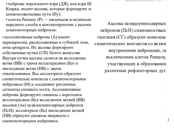 • нейроны дорсального ядра (ДЯ), или ядра Штиллинга—Кларка, имеют аксоны,