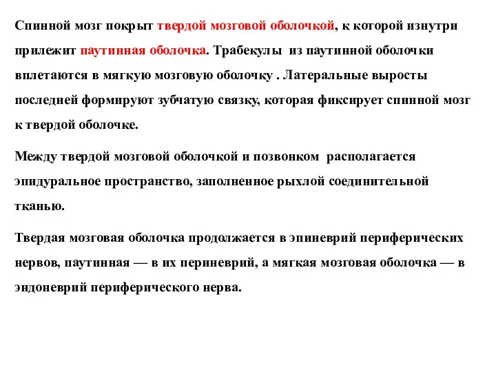 Спинной мозг покрыт твердой мозговой оболочкой, к которой изнутри прилежит