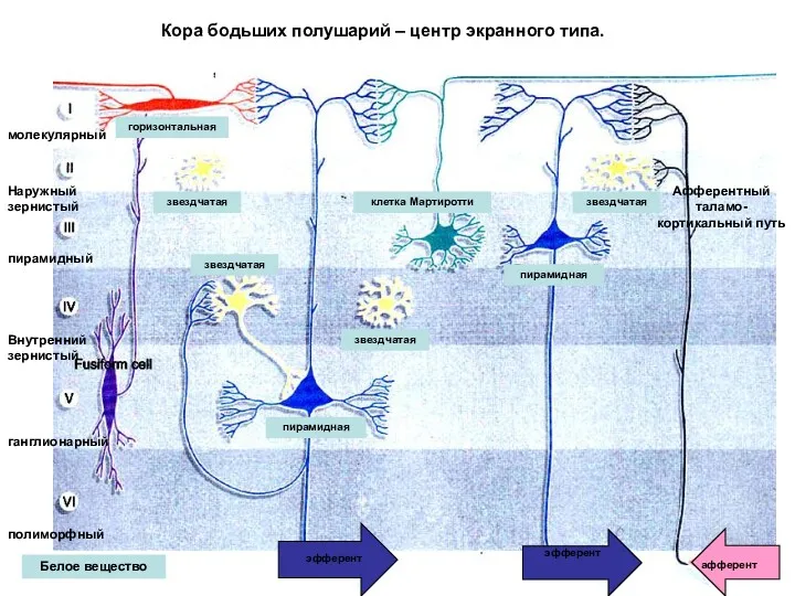 горизонтальная звездчатая звездчатая звездчатая звездчатая пирамидная пирамидная клетка Мартиротти Белое