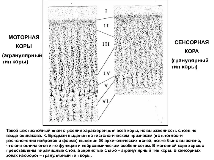 МОТОРНАЯ КОРЫ (агранулярный тип коры) СЕНСОРНАЯ КОРА (гранулярный тип коры)