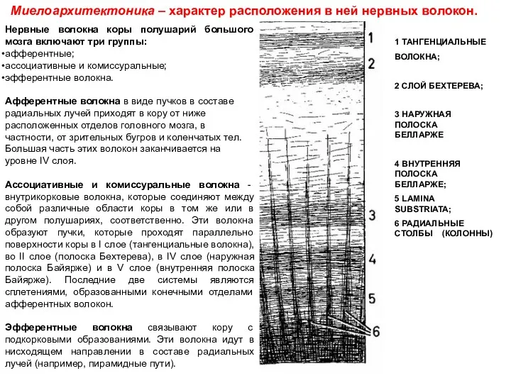 Миелоархитектоника – характер расположения в ней нервных волокон. Нервные волокна