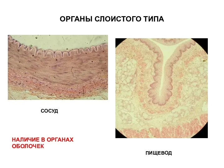 ОРГАНЫ СЛОИСТОГО ТИПА СОСУД ПИЩЕВОД НАЛИЧИЕ В ОРГАНАХ ОБОЛОЧЕК