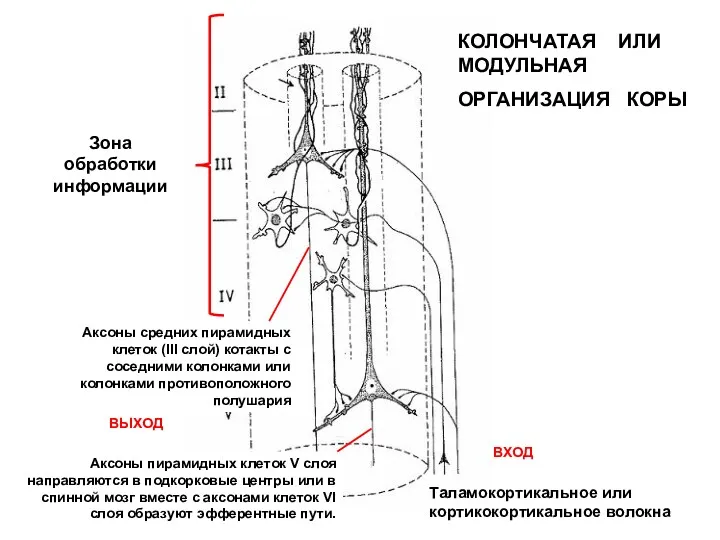 КОЛОНЧАТАЯ ИЛИ МОДУЛЬНАЯ ОРГАНИЗАЦИЯ КОРЫ ВХОД ВЫХОД Таламокортикальное или кортикокортикальное