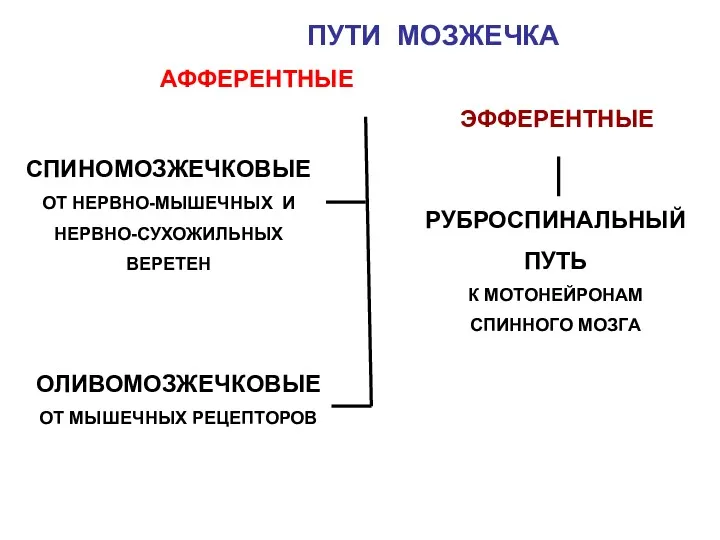 ПУТИ МОЗЖЕЧКА АФФЕРЕНТНЫЕ ЭФФЕРЕНТНЫЕ СПИНОМОЗЖЕЧКОВЫЕ ОТ НЕРВНО-МЫШЕЧНЫХ И НЕРВНО-СУХОЖИЛЬНЫХ ВЕРЕТЕН