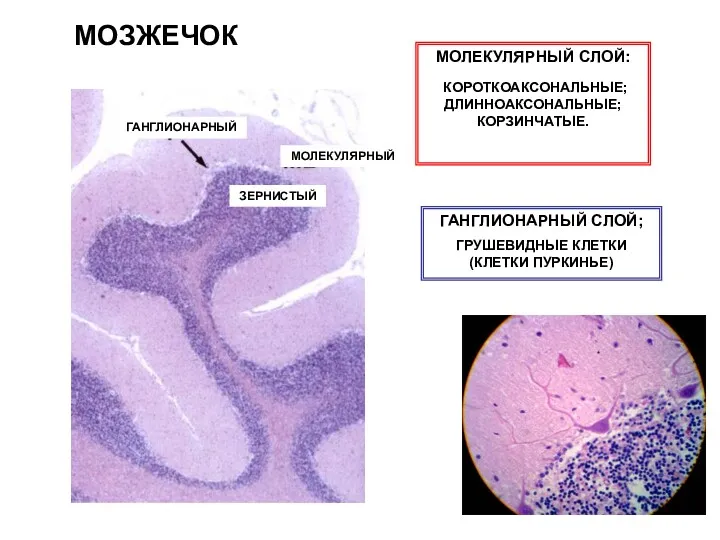 МОЗЖЕЧОК МОЛЕКУЛЯРНЫЙ СЛОЙ: КОРОТКОАКСОНАЛЬНЫЕ; ДЛИННОАКСОНАЛЬНЫЕ; КОРЗИНЧАТЫЕ. ГАНГЛИОНАРНЫЙ СЛОЙ; ГРУШЕВИДНЫЕ КЛЕТКИ (КЛЕТКИ ПУРКИНЬЕ) МОЛЕКУЛЯРНЫЙ ГАНГЛИОНАРНЫЙ ЗЕРНИСТЫЙ