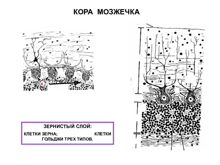 КОРА МОЗЖЕЧКА ЗЕРНИСТЫЙ СЛОЙ: КЛЕТКИ ЗЕРНА; КЛЕТКИ ГОЛЬДЖИ ТРЕХ ТИПОВ. К