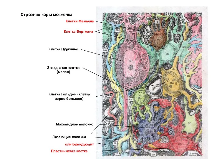 Строение коры мозжечка Клетка Пуркинье Звездчатая клетка (малая) Клетка Гольджи