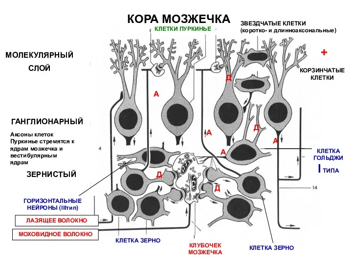 КОРА МОЗЖЕЧКА МОЛЕКУЛЯРНЫЙ СЛОЙ ГАНГЛИОНАРНЫЙ ЗЕРНИСТЫЙ МОХОВИДНОЕ ВОЛОКНО ЛАЗЯЩЕЕ ВОЛОКНО