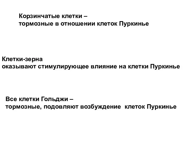 Корзинчатые клетки – тормозные в отношении клеток Пуркинье Клетки-зерна оказывают