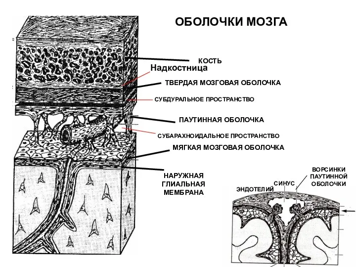 КОСТЬ ТВЕРДАЯ МОЗГОВАЯ ОБОЛОЧКА ПАУТИННАЯ ОБОЛОЧКА МЯГКАЯ МОЗГОВАЯ ОБОЛОЧКА НАРУЖНАЯ