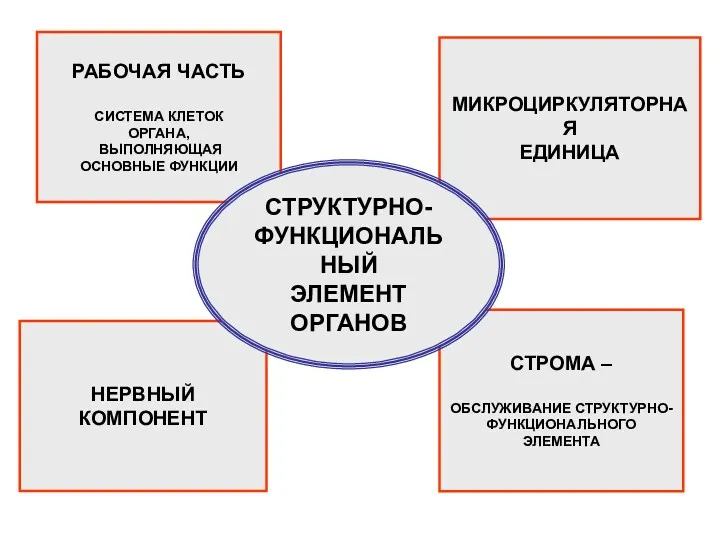 РАБОЧАЯ ЧАСТЬ СИСТЕМА КЛЕТОК ОРГАНА, ВЫПОЛНЯЮЩАЯ ОСНОВНЫЕ ФУНКЦИИ НЕРВНЫЙ КОМПОНЕНТ