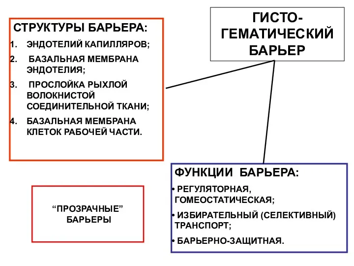 ГИСТО-ГЕМАТИЧЕСКИЙ БАРЬЕР СТРУКТУРЫ БАРЬЕРА: ЭНДОТЕЛИЙ КАПИЛЛЯРОВ; БАЗАЛЬНАЯ МЕМБРАНА ЭНДОТЕЛИЯ; ПРОСЛОЙКА