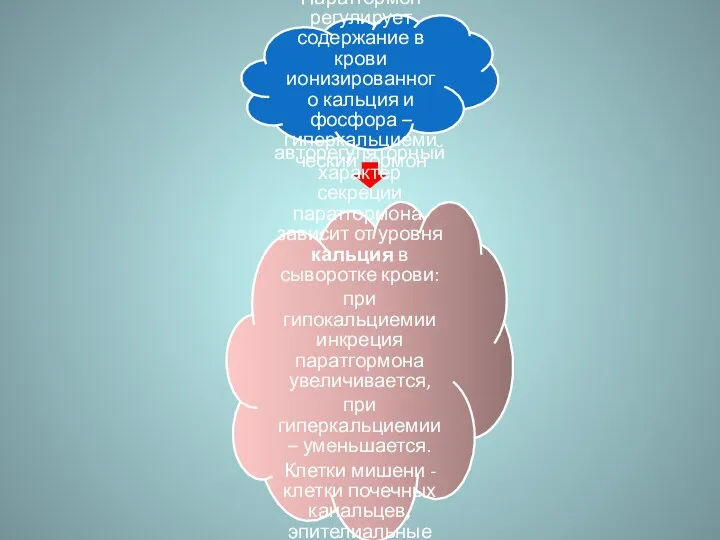 Паратгормон регулирует содержание в крови ионизированного кальция и фосфора –