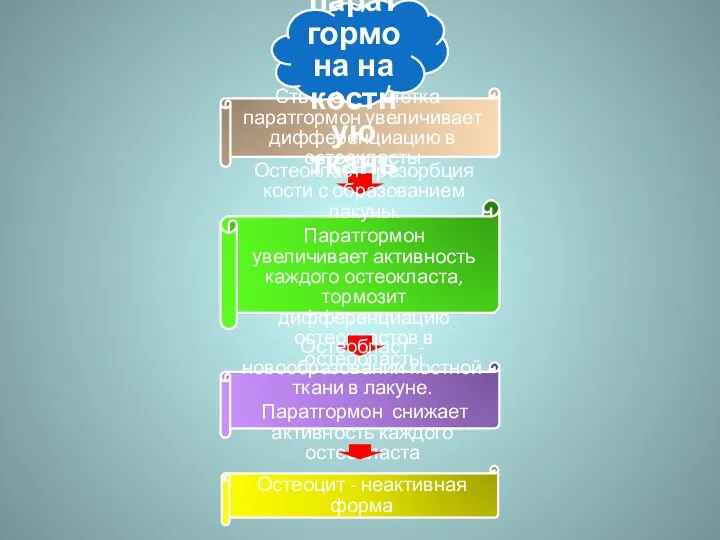 Стволовая клетка - паратгормон увеличивает дифференциацию в остеокласты Остеокласт -