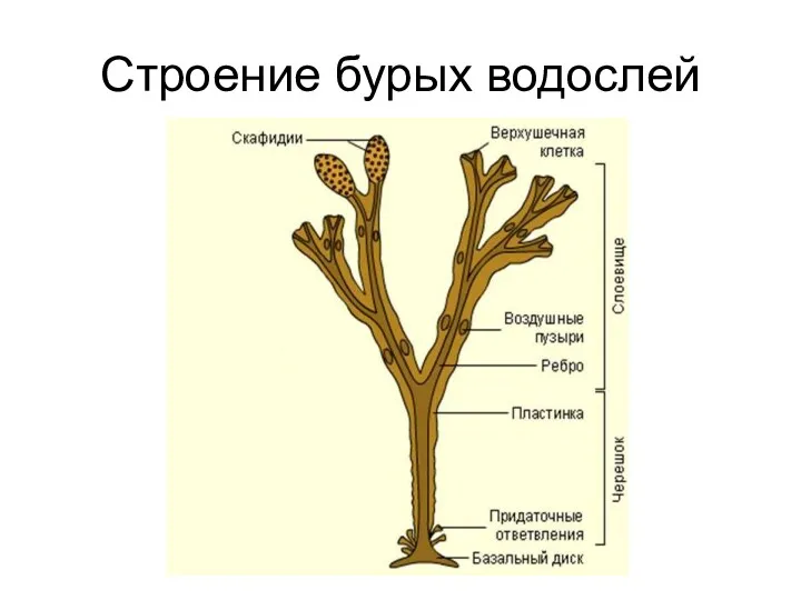 Строение бурых водослей